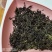 食品级食种草种子一斤2000元，一亩50克150元