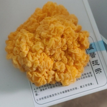 金耳菌