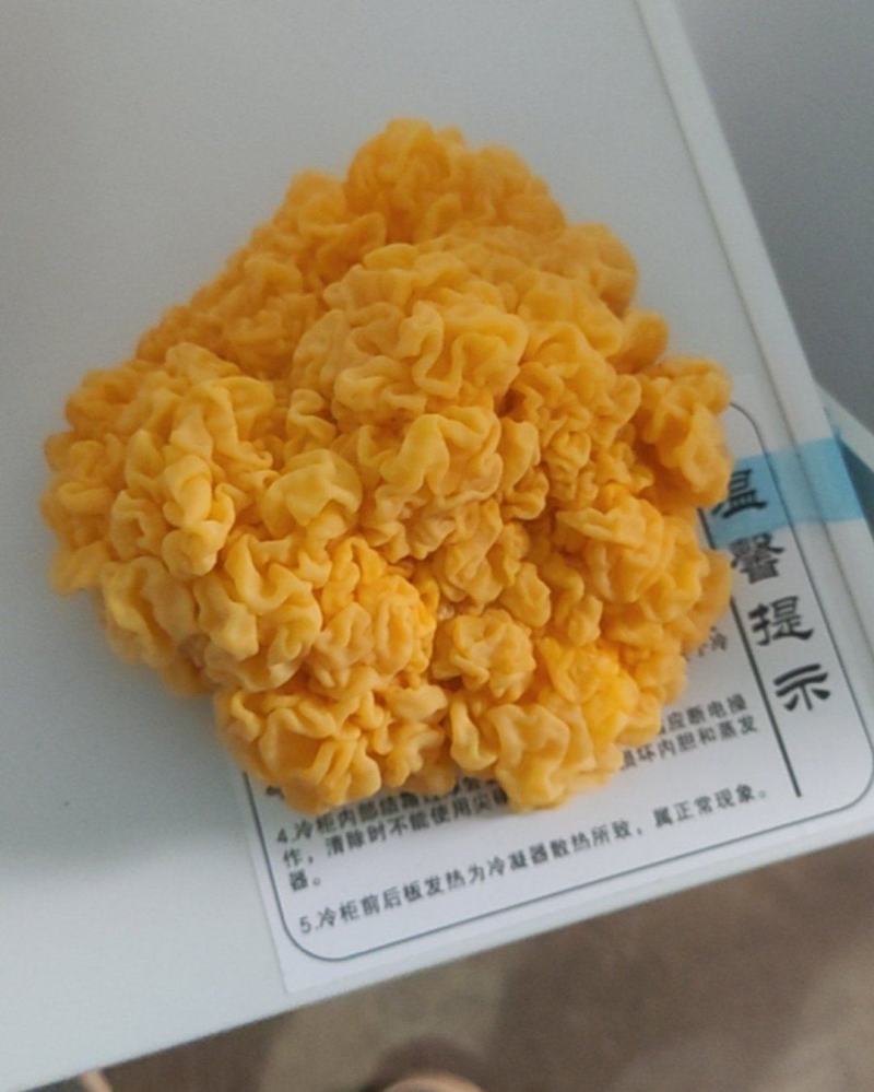 金耳菌