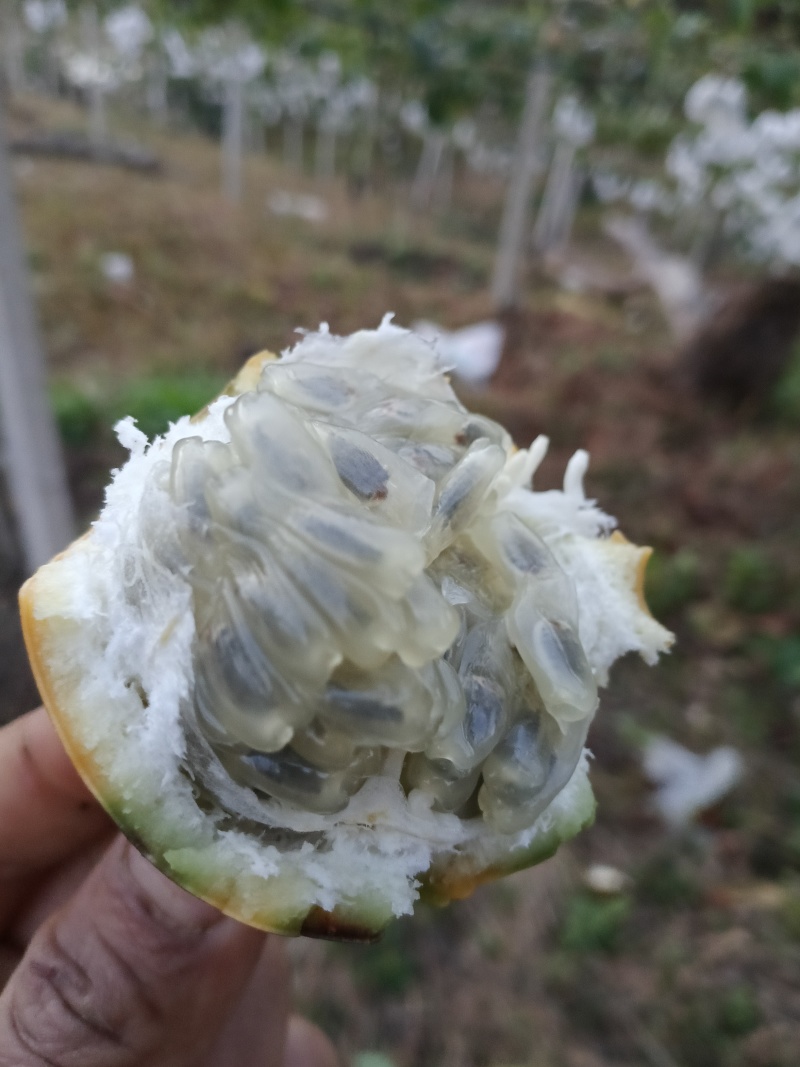 比亚果黄金百香果，一级果