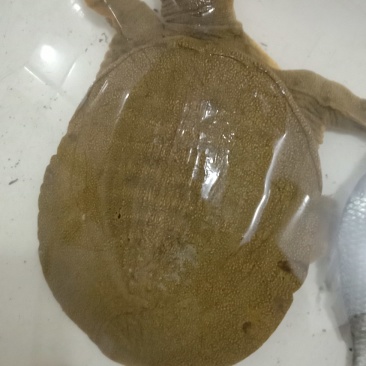 甲鱼一只