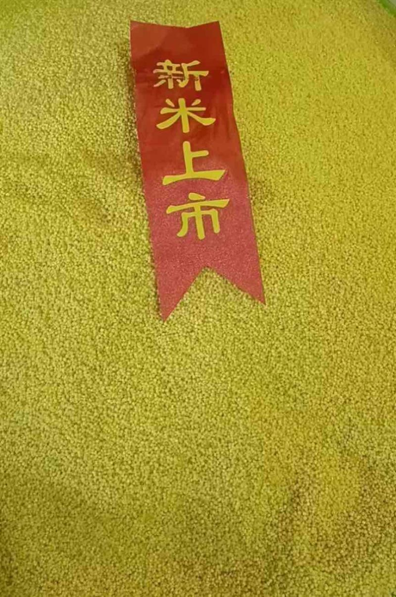 大金苗小米