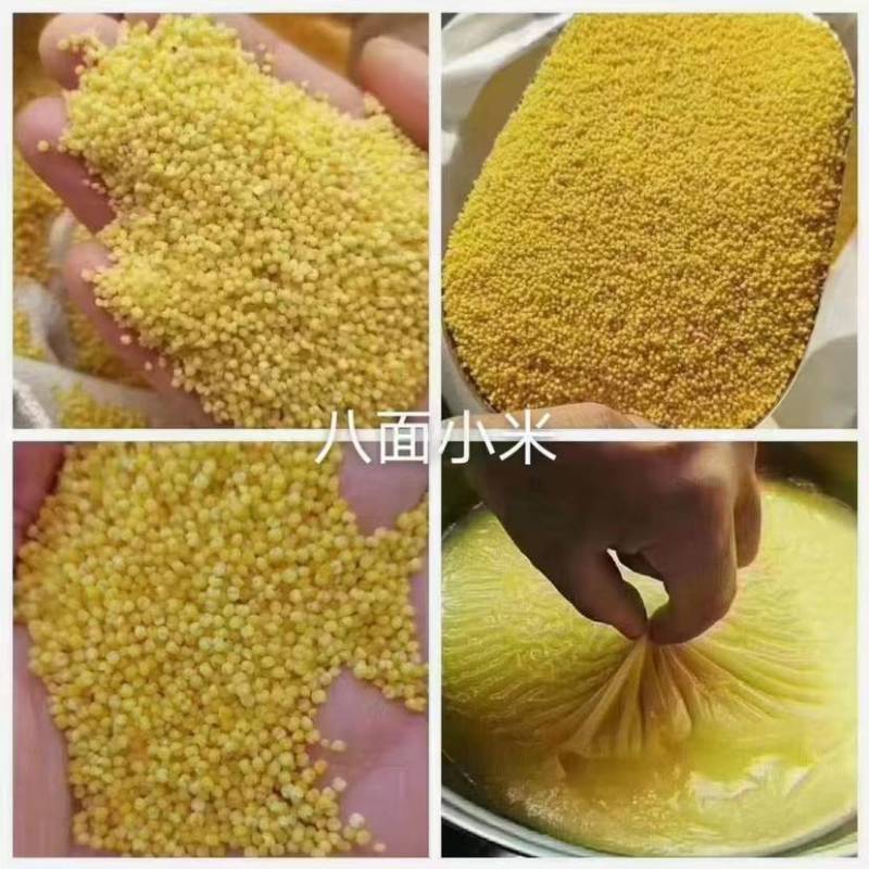 大金苗小米
