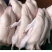 广东清远黑棕鹅鹅肉烧腊原材料批发