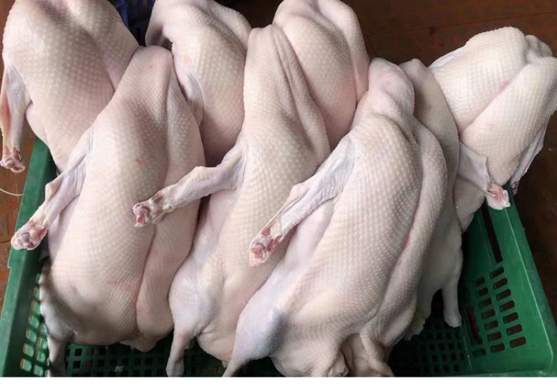 广东清远黑棕鹅鹅肉烧腊原材料批发