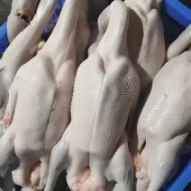 广东清远黑棕鹅鹅肉烧腊原材料批发
