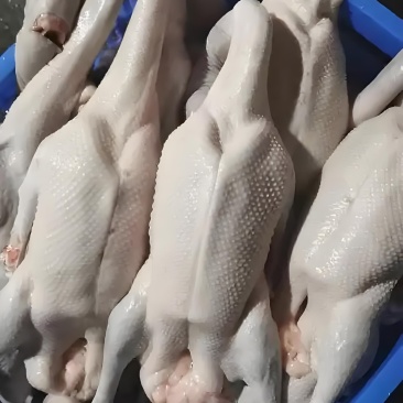 广东清远黑棕鹅鹅肉烧腊原材料批发
