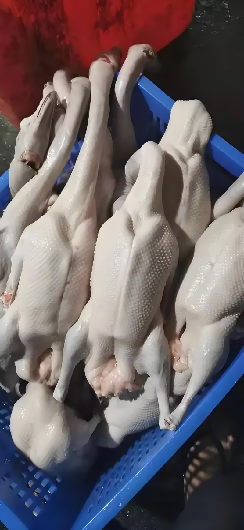 广东清远黑棕鹅鹅肉烧腊原材料批发