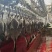 广东清远黑棕鹅鹅肉烧腊原材料批发
