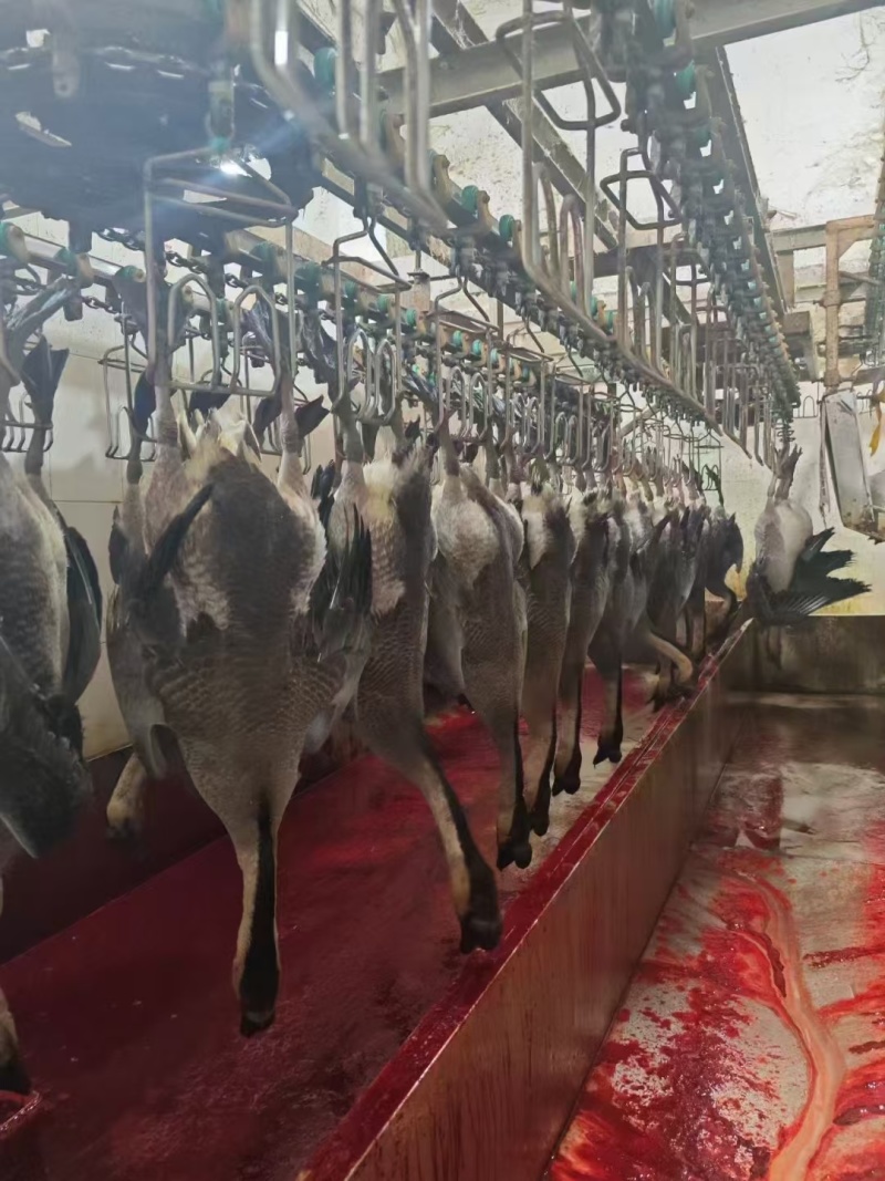 广东清远黑棕鹅鹅肉烧腊原材料批发