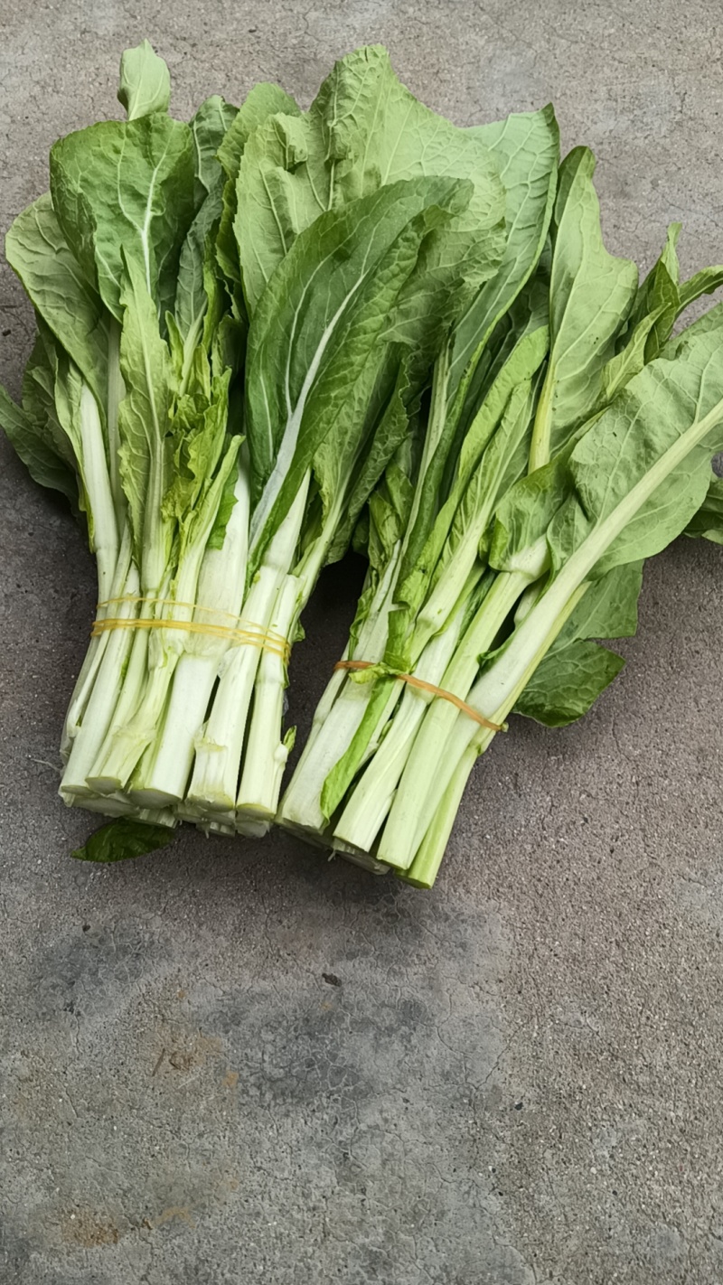 荆州精品白菜苔