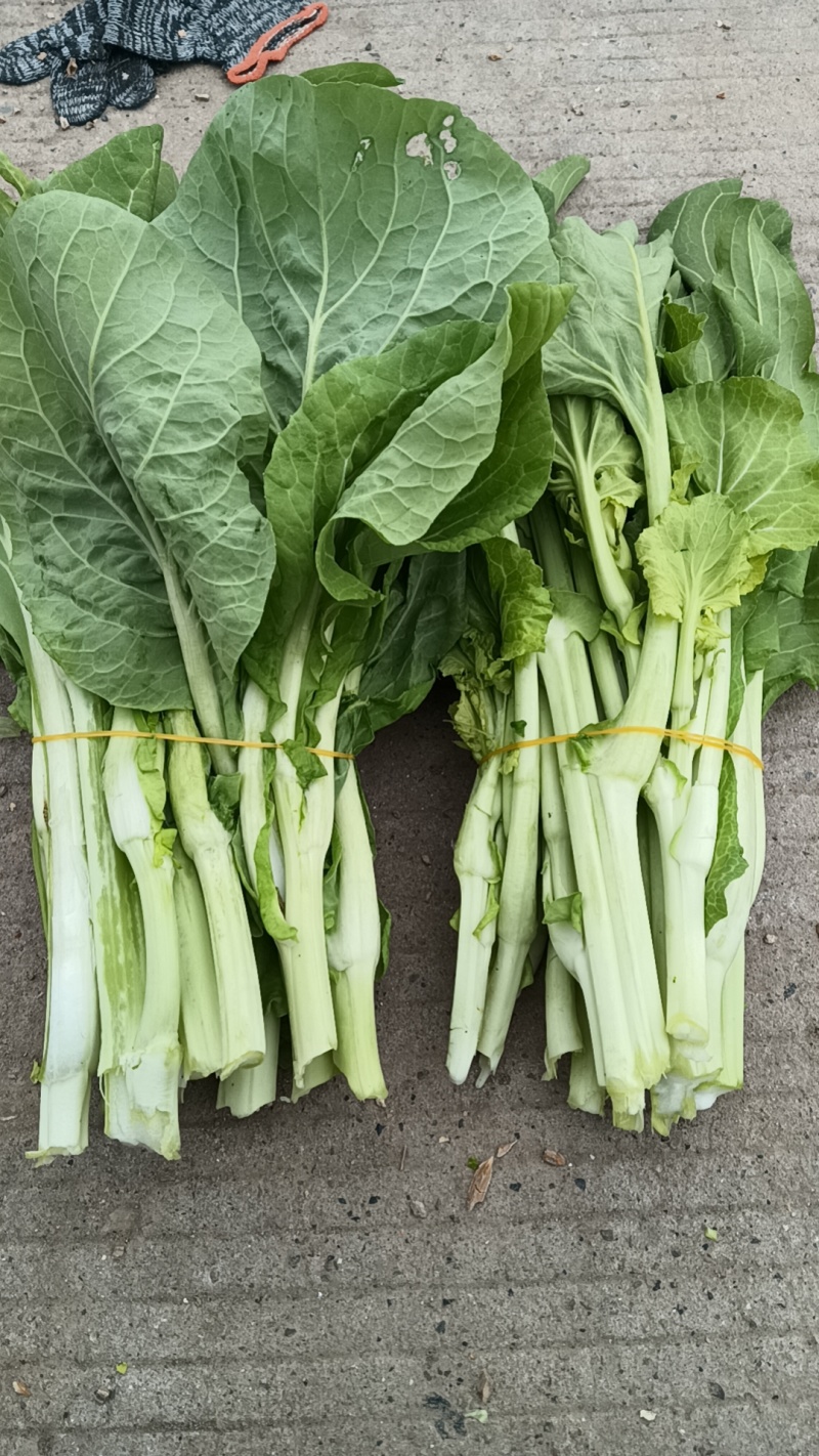 荆州精品白菜苔