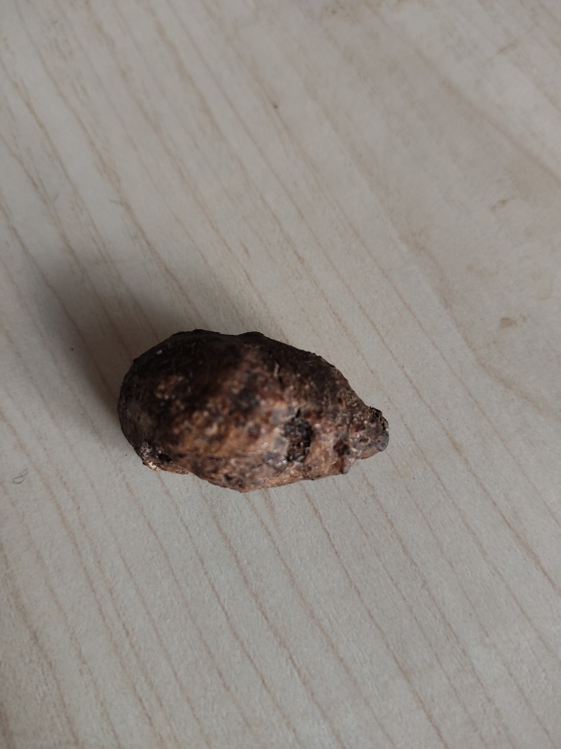 鹅宝