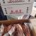 乳鸽山东腾惠更多客户的选择
