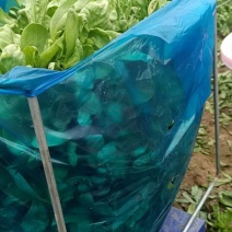 大叶茼蒿菜