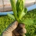 大叶茼蒿菜