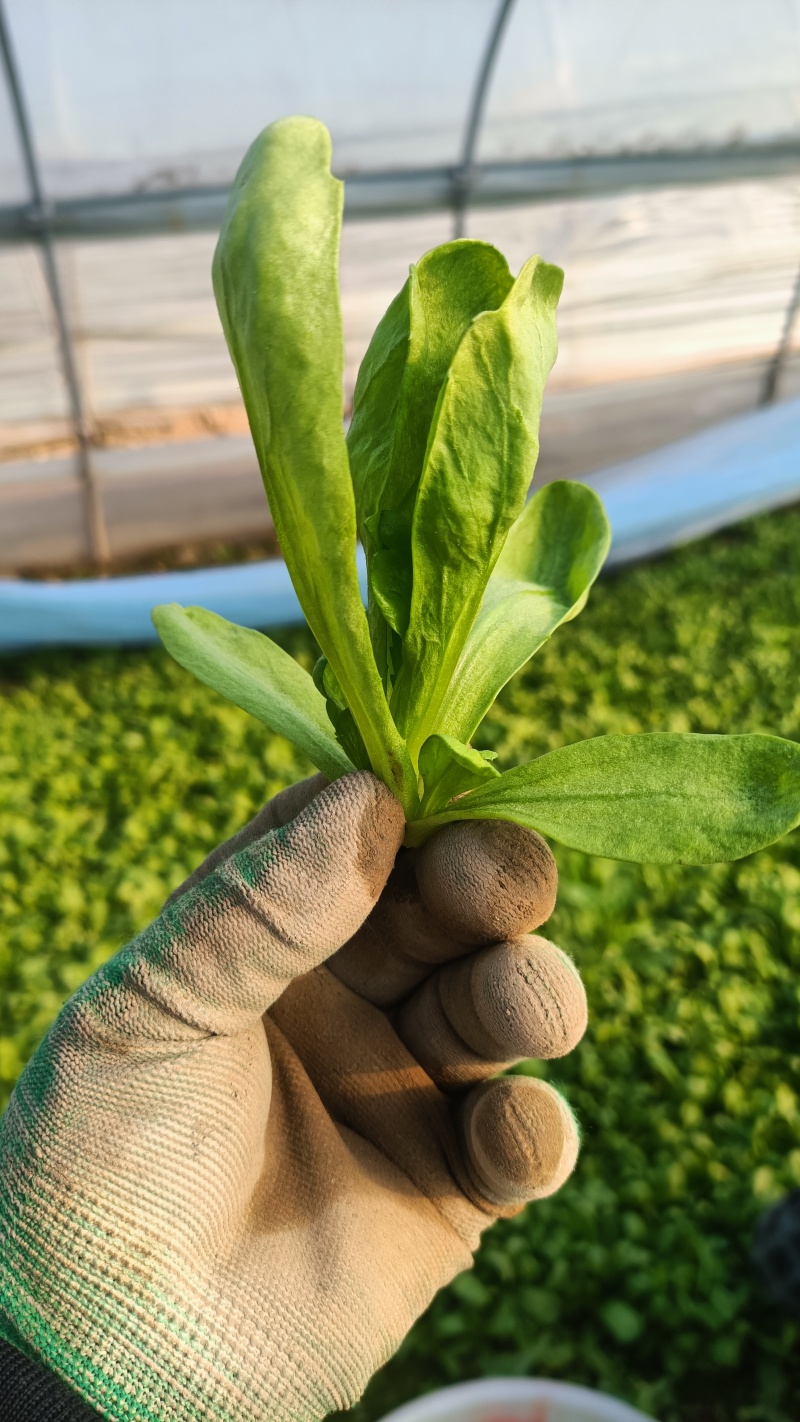 大叶茼蒿菜