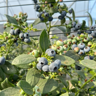 蓝莓树果苗盆栽带果发货阳台南北方种植蓝莓果树苗特大号当年