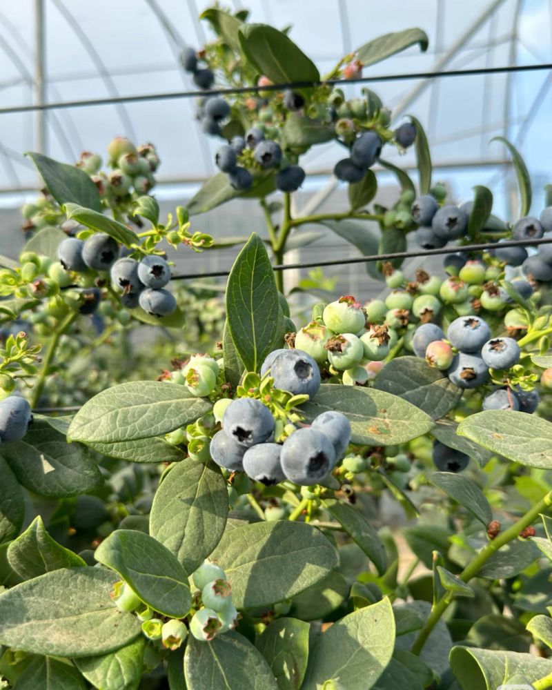 蓝莓树果苗盆栽带果发货阳台南北方种植蓝莓果树苗特大号当年