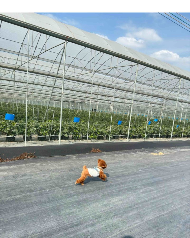 蓝莓树果苗盆栽带果发货阳台南北方种植蓝莓果树苗特大号当年