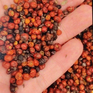 茜草种子