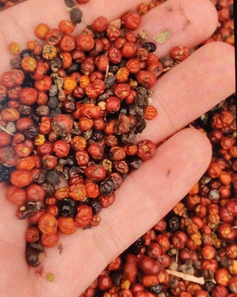 茜草种子