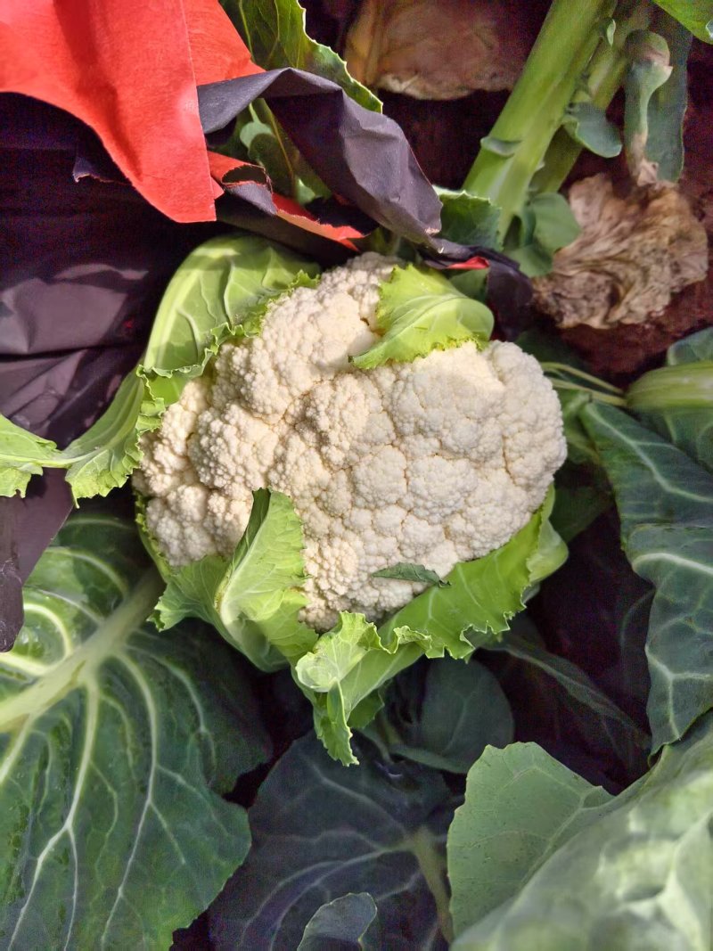 白花大量现货