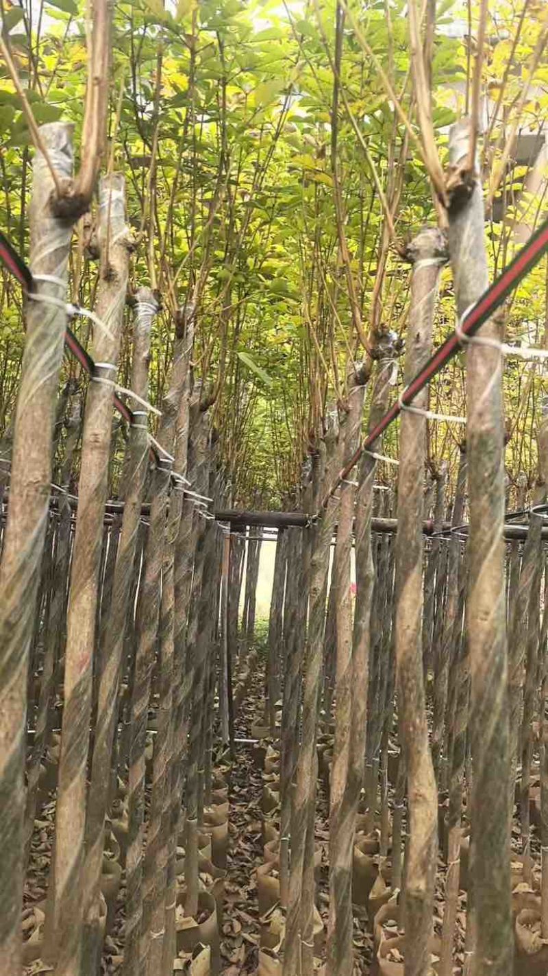 黄花风铃木3-12分，大量低价出售
