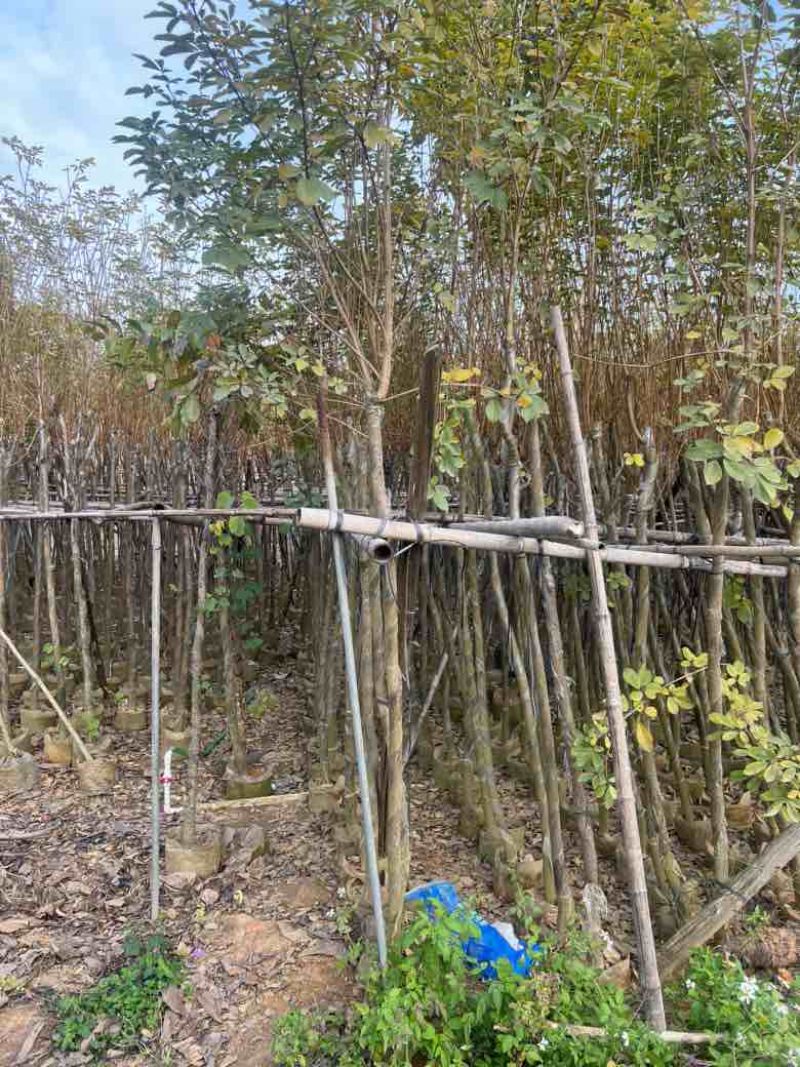 黄花风铃木3-12分，大量低价出售