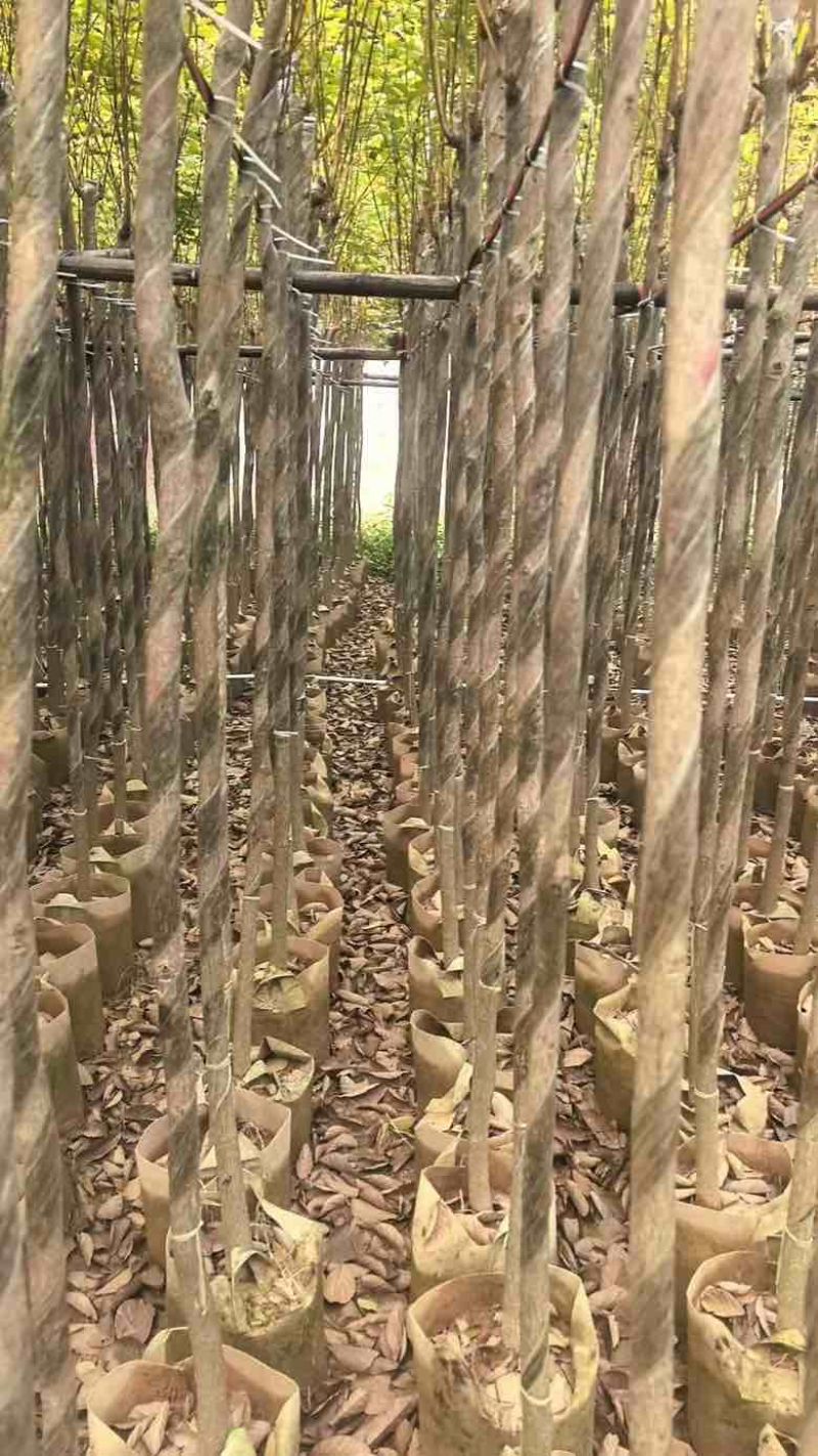 黄花风铃木3-12分，大量低价出售