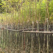 黄花风铃木3-12分，大量低价出售