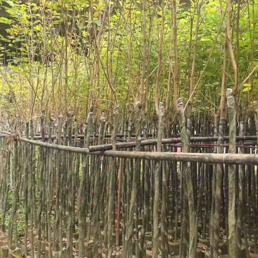 黄花风铃木3-12分，大量低价出售