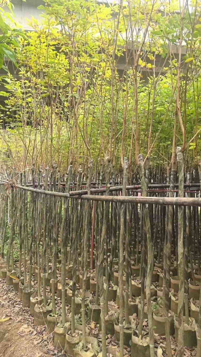 黄花风铃木3-12分，大量低价出售
