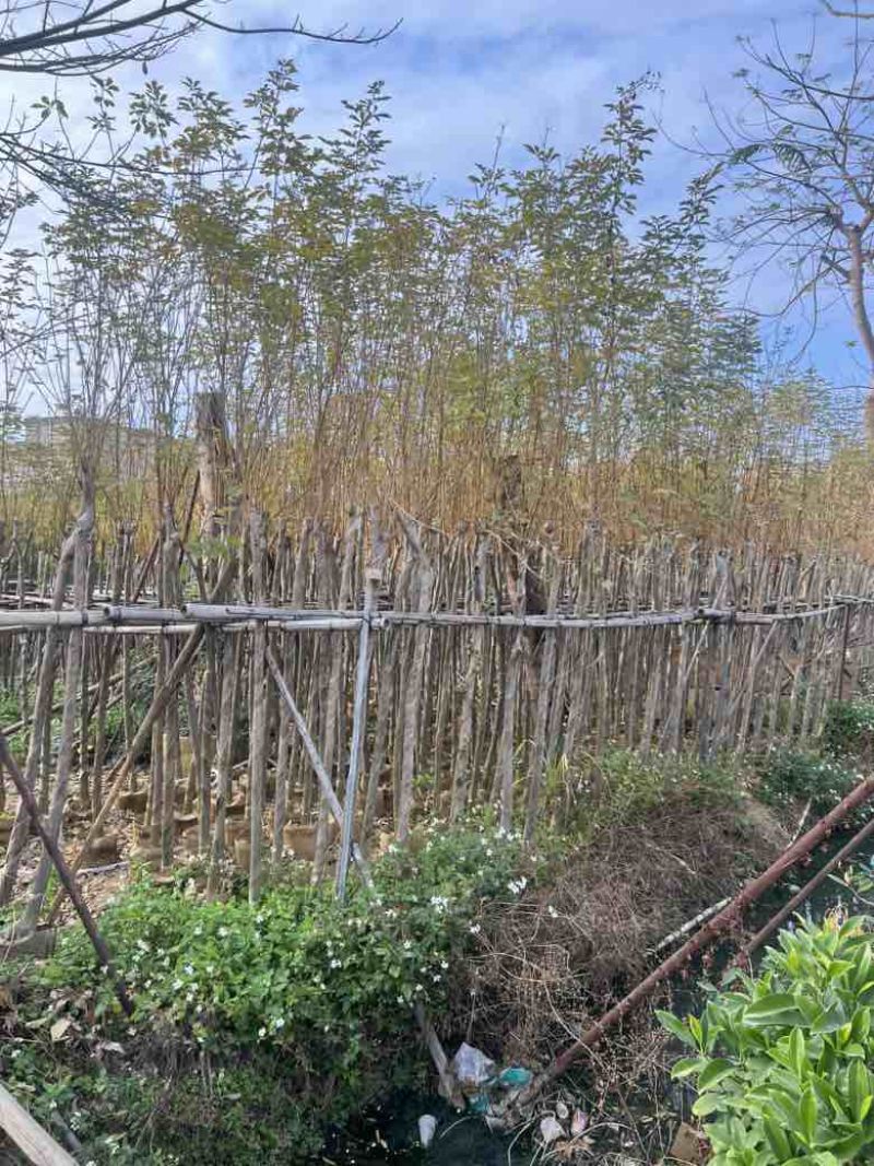 黄花风铃木3-12分，大量低价出售