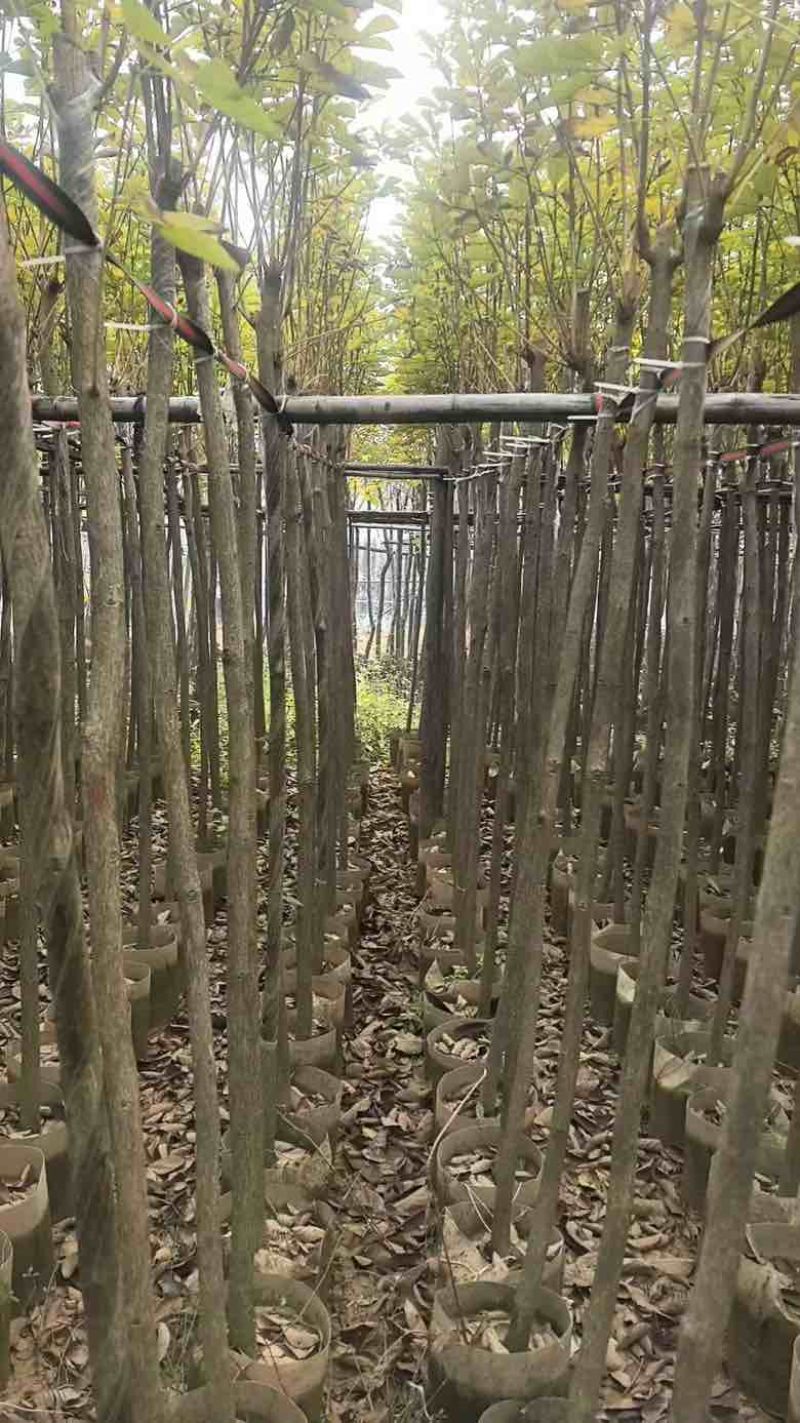 黄花风铃木3-12分，大量低价出售