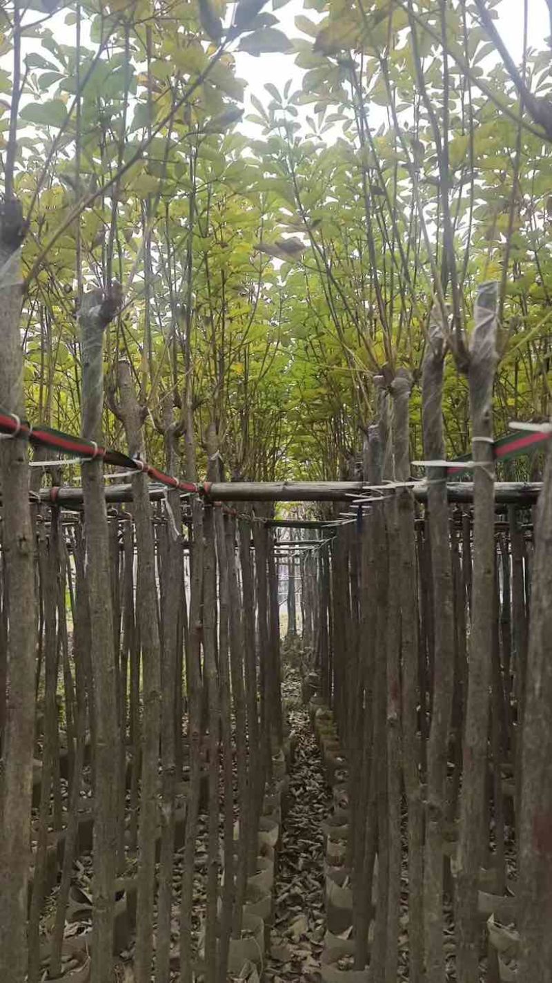 黄花风铃木3-12分，大量低价出售