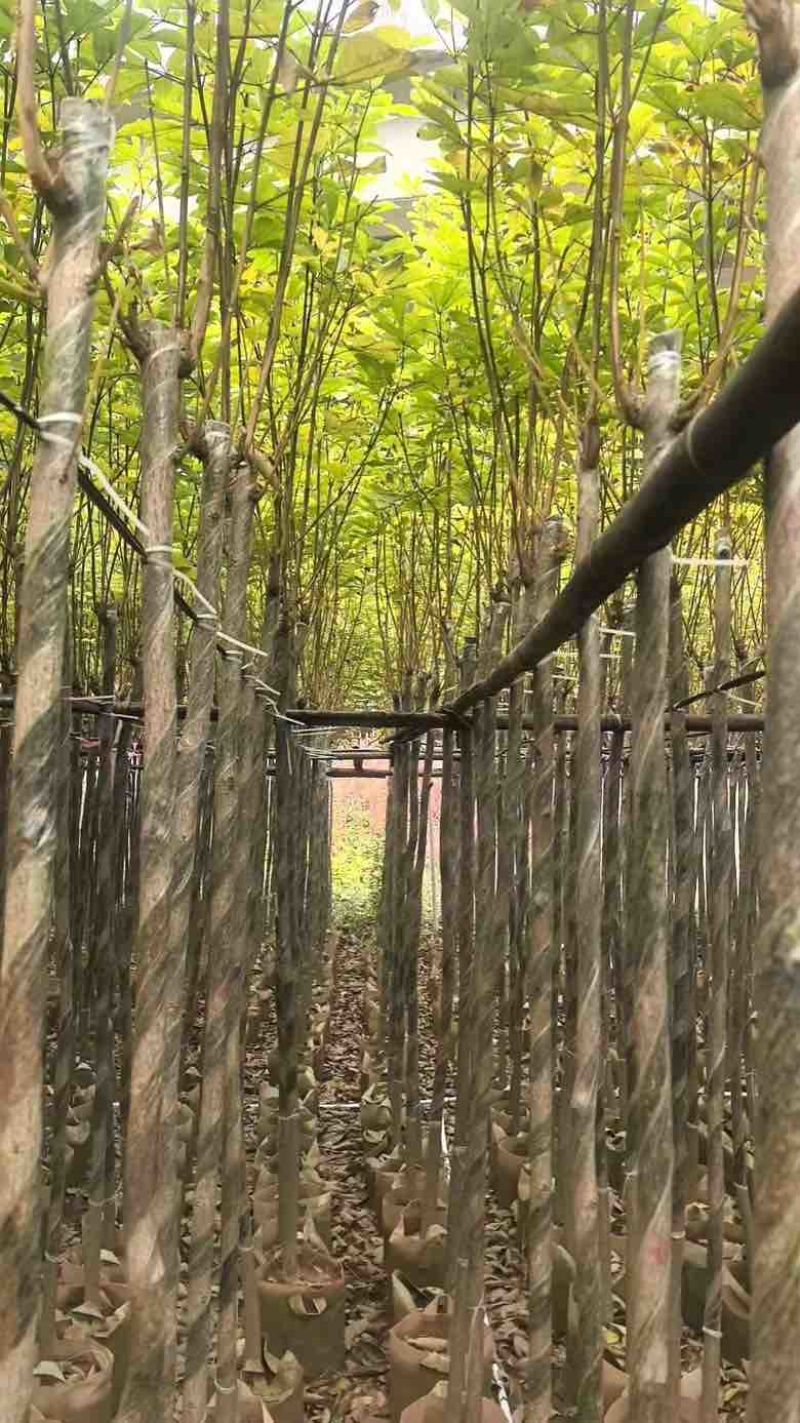 黄花风铃木3-12分，大量低价出售