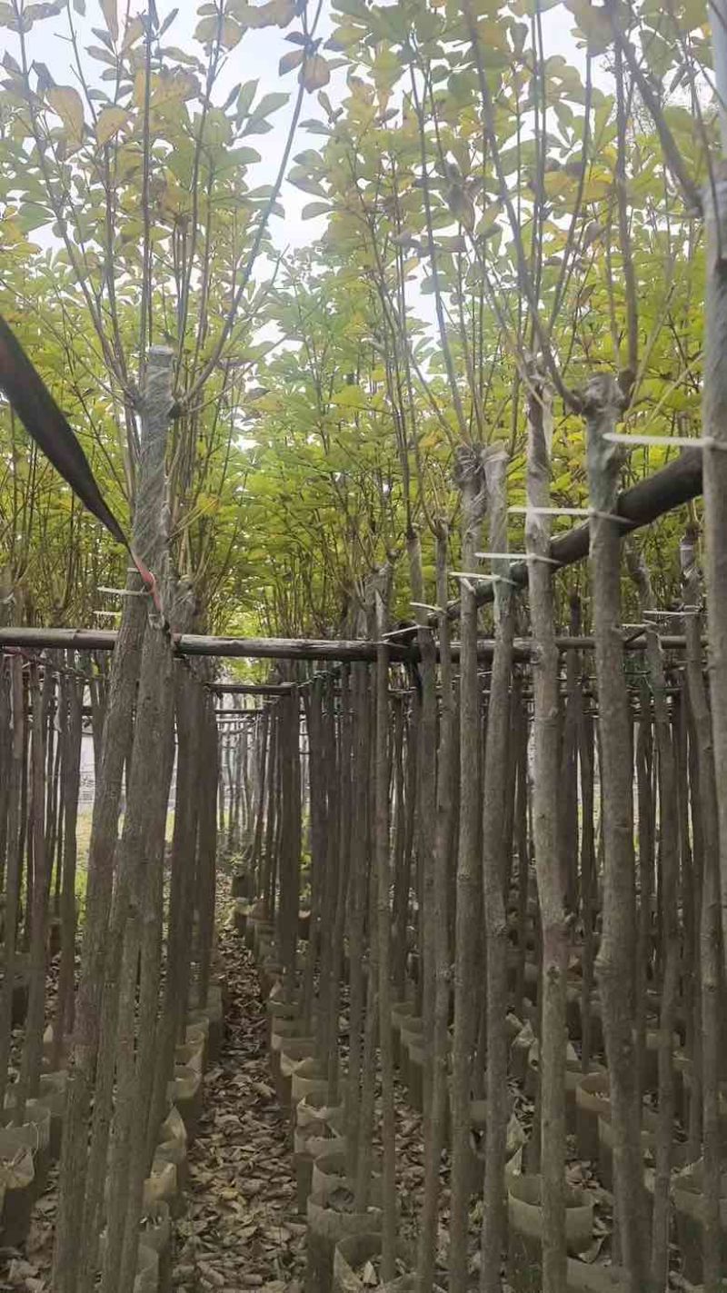 黄花风铃木3-12分，大量低价出售