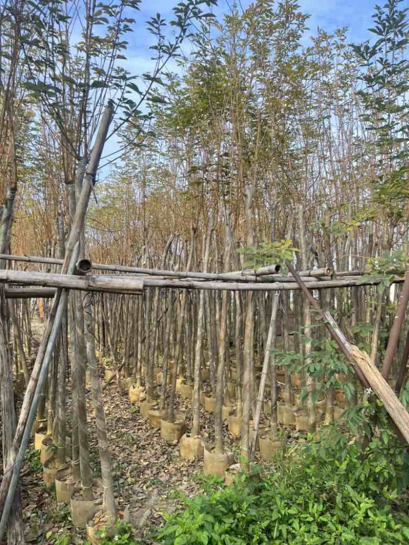 黄花风铃木3-12分，大量低价出售