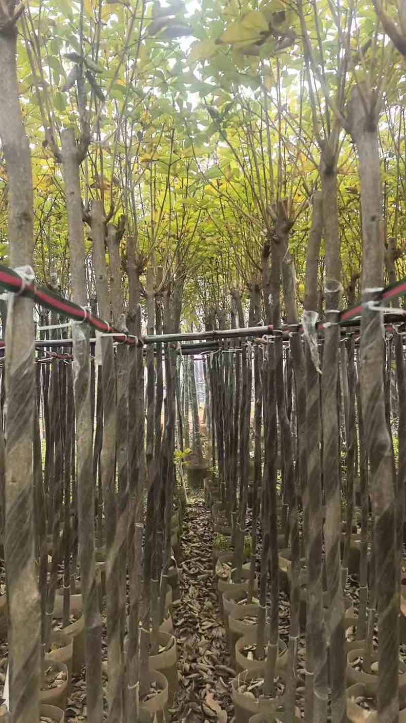 黄花风铃木3-12分，大量低价出售