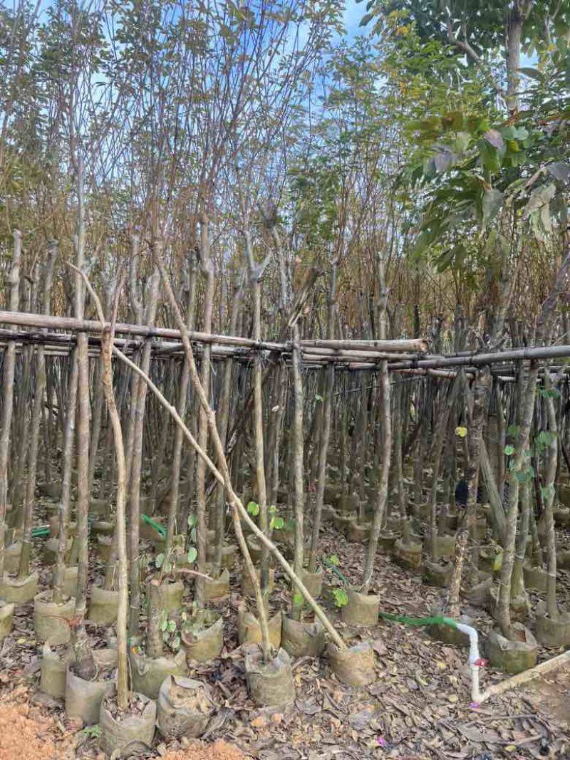 黄花风铃木3-12分，大量低价出售