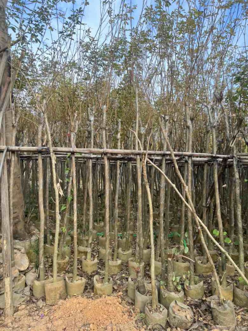 黄花风铃木3-12分，大量低价出售