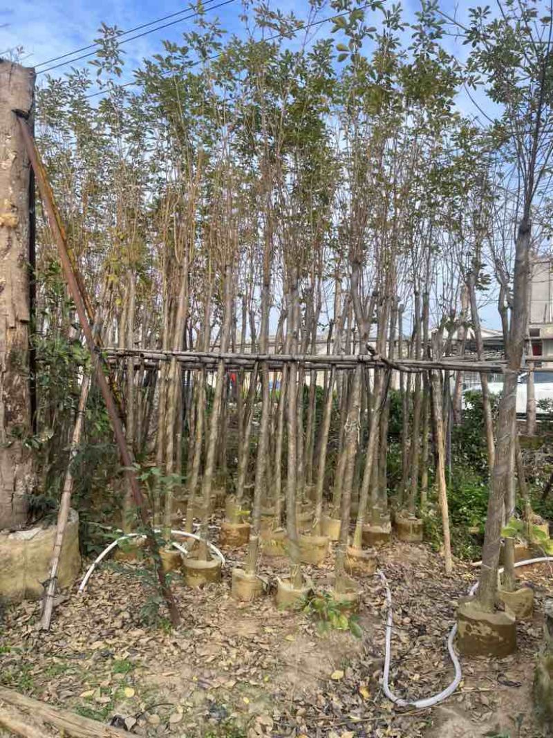 黄花风铃木3-12分，大量低价出售