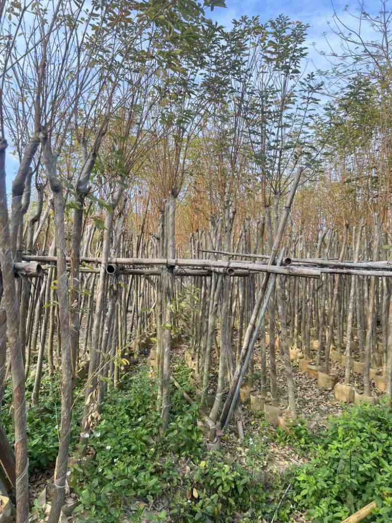 黄花风铃木3-12分，大量低价出售
