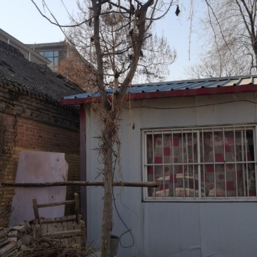 皂角树