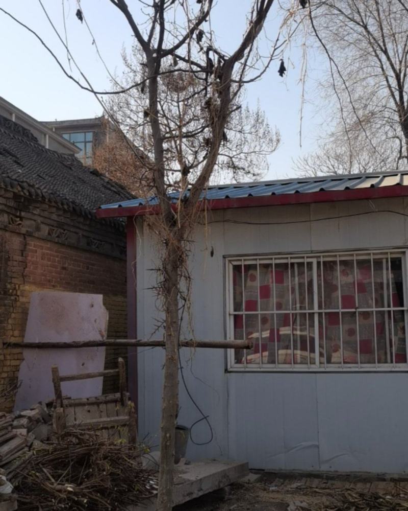 皂角树