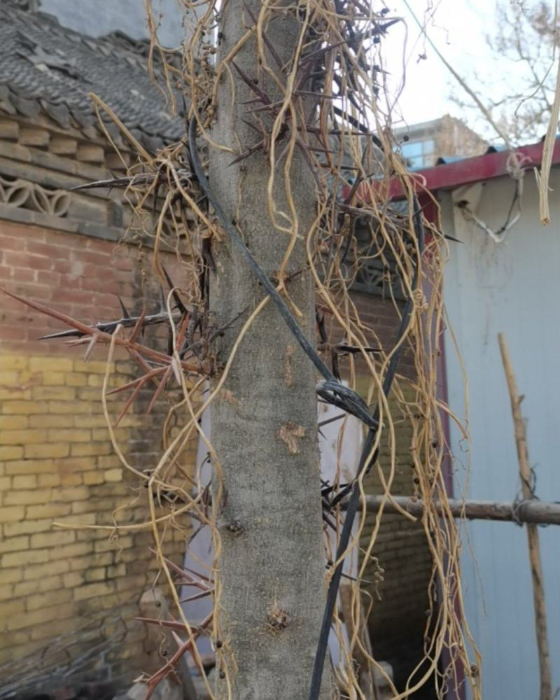 皂角树