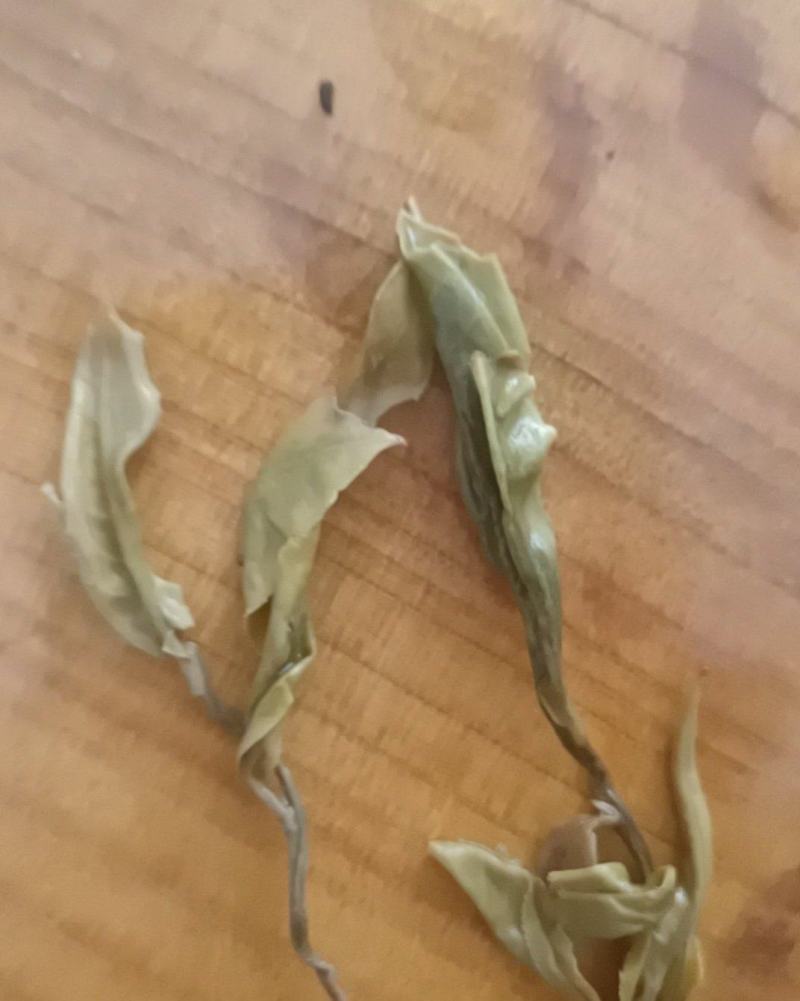 云南省玉溪市元江县茶叶