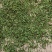 野生古树芽孢茶（白茶）