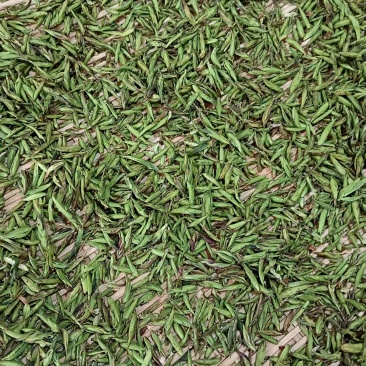 野生古树芽孢茶（白茶）